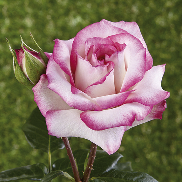 Kletterrose