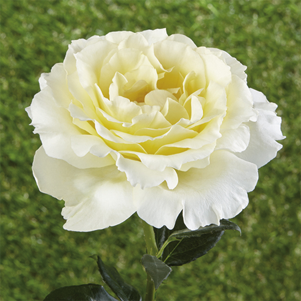 Bodendeckerrosen