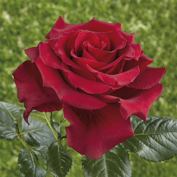 Edelrose